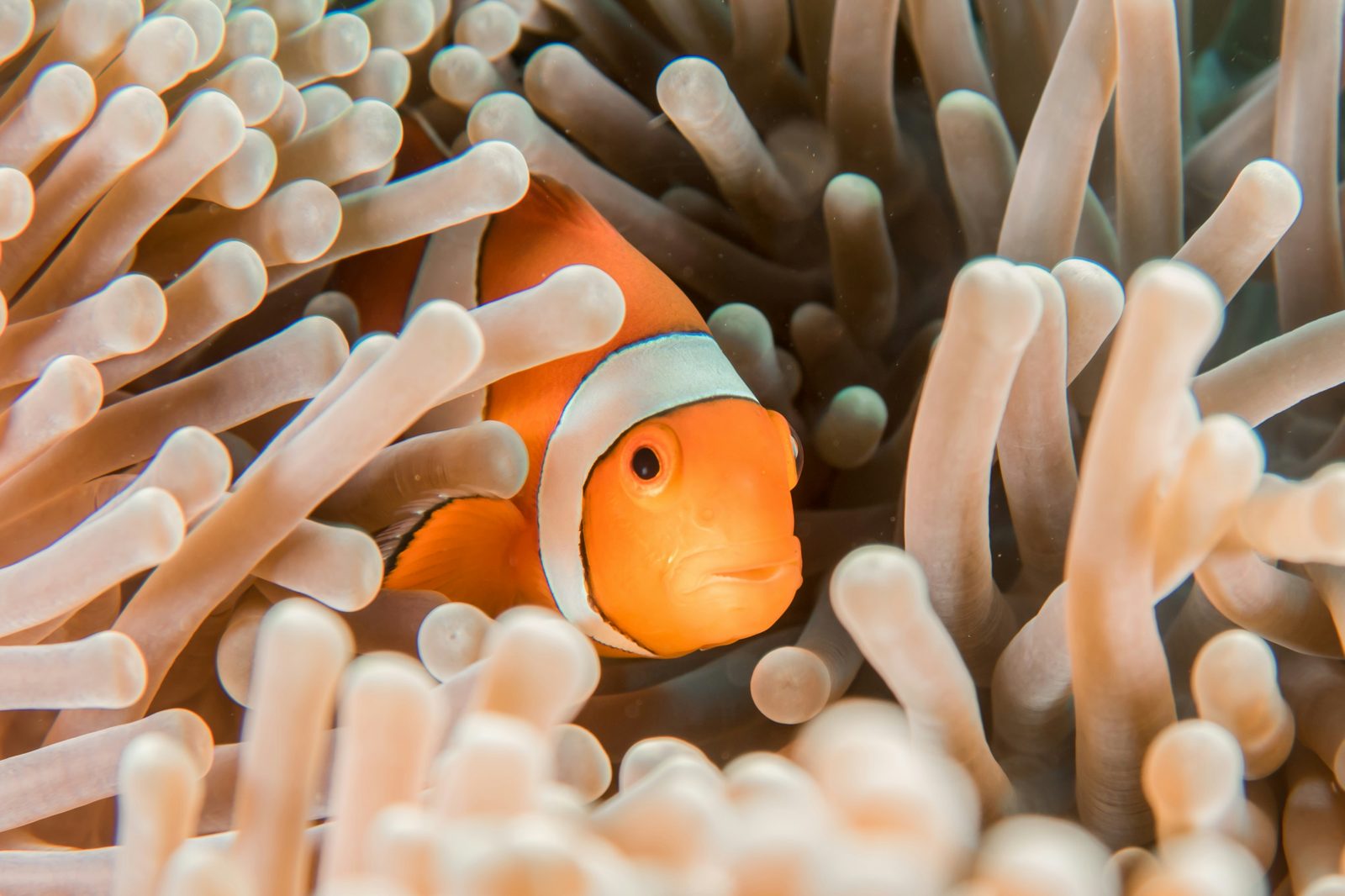 Half-day dive trip